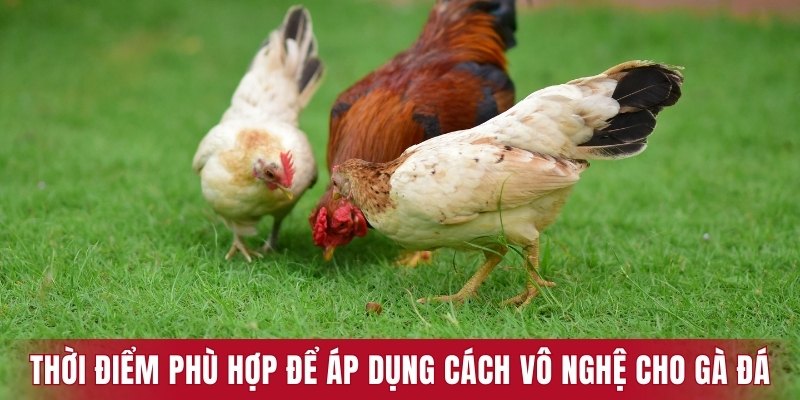 2 thời điểm phù hợp để áp dụng cách vô nghệ cho gà đá