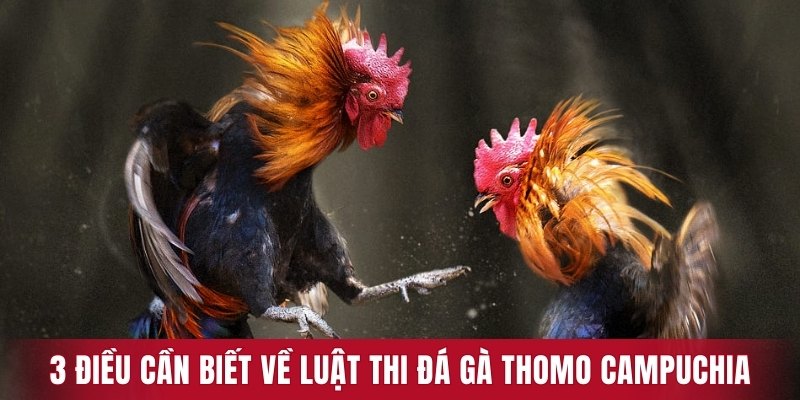 3 điều cần biết về luật thi đá gà Thomo Campuchia