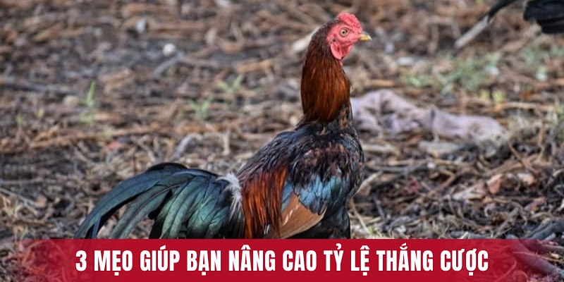 3 mẹo giúp bạn nâng cao tỷ lệ thắng cược
