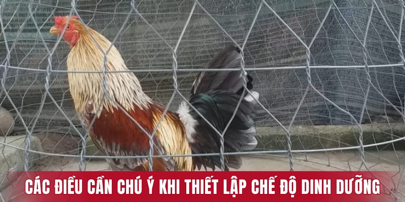 Các điều cần chú ý khi thiết lập chế độ dinh dưỡng cho chiến kê