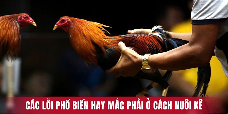 Các lỗi phổ biến hay mắc phải trong quá trình áp dụng cách nuôi gà đá sung mãn