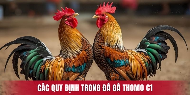 Các quy định trong đá gà Thomo C1