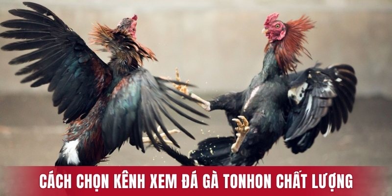 Cách chọn kênh xem đá gà Tonhon chất lượng