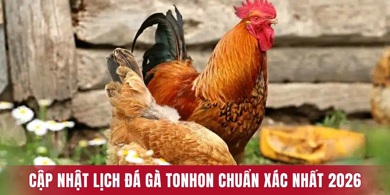 Cập nhật lịch đá gà Tonhon chuẩn xác nhất 2026