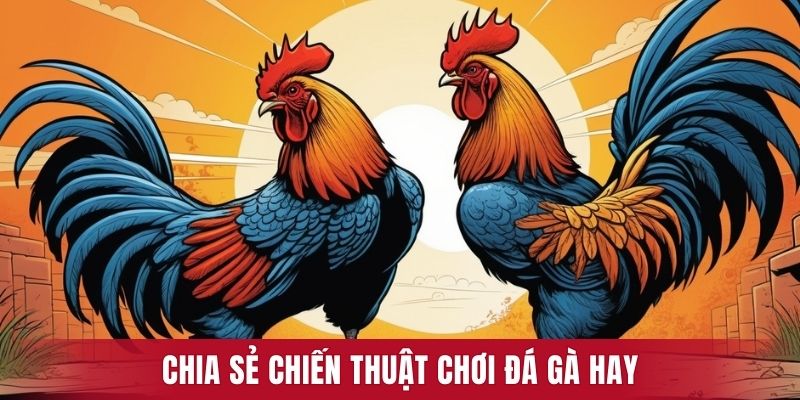 Chia sẻ chiến thuật chơi đá gà hay chỉ chuyên gia mới biết