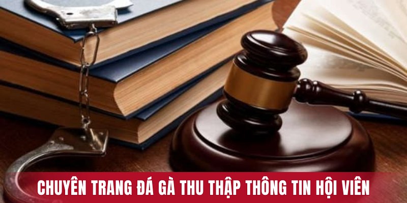 Chuyên trang tin tức đá gà thu thập thông tin hội viên
