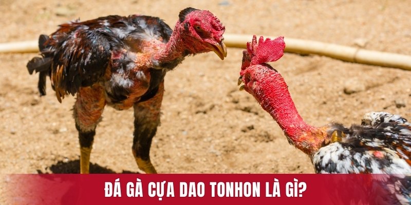 Đá gà cựa dao Tonhon là gì?