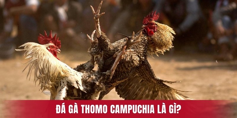 Đá gà Thomo Campuchia là gì?