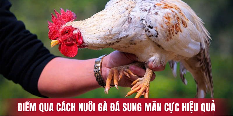 Điểm qua một vài cách nuôi gà đá sung mãn cực hiệu quả