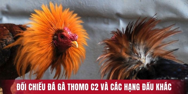 Đối chiếu đá gà Thomo C2 và các hạng đấu khác