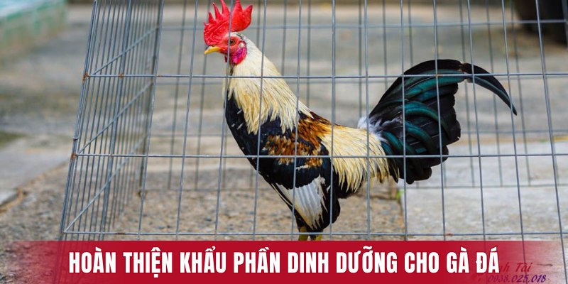 Hoàn thiện khẩu phần dinh dưỡng cho gà đá có bo lực vượt trội