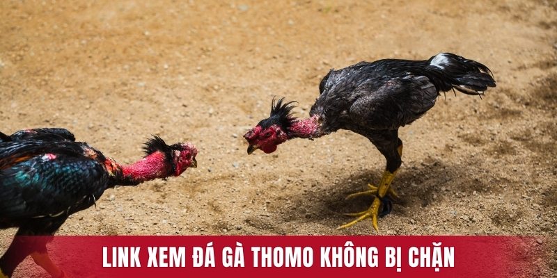 Vào link xem đá gà Thomo siêu đơn giản 