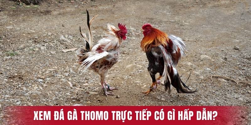 Bộ môn đá kê Thomo có gì đặc biệt? 
