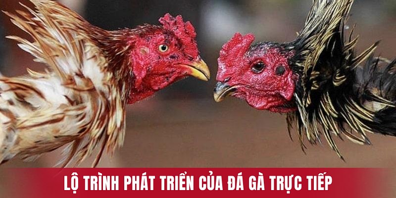 Lộ trình phát triển trong thời gian dài của Đá Gà Trực Tiếp