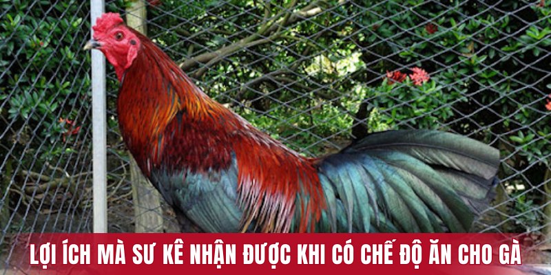 Lợi ích mà sư kê nhận được khi có chế độ ăn cho gà hợp lý