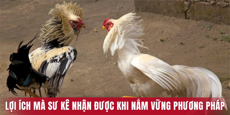 Lợi ích mà sư kê nhận được khi nắm vững phương pháp