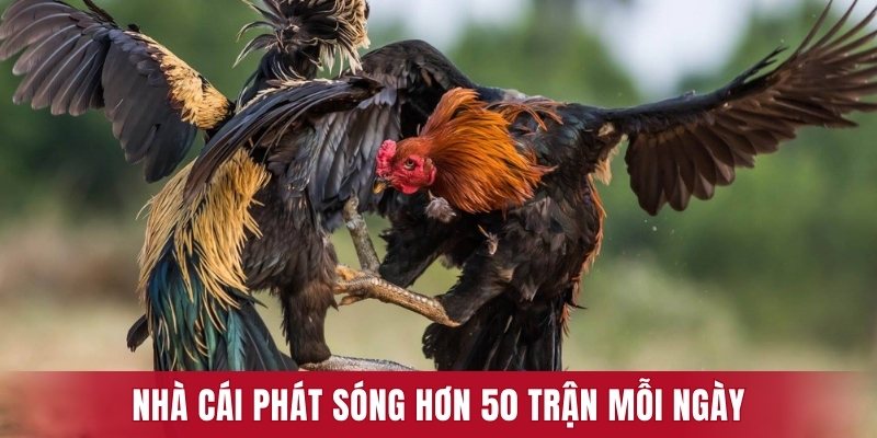 Nhà cái phát sóng hơn 50 trận mỗi ngày