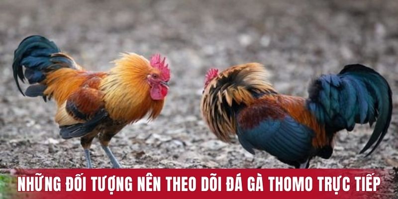 Những đối tượng nên theo dõi đá gà Thomo trực tiếp