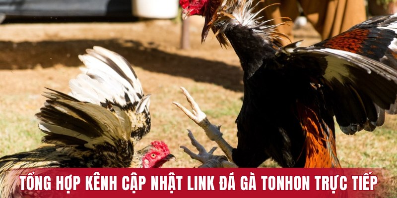 Tổng hợp kênh cập nhật link đá gà Tonhon trực tiếp