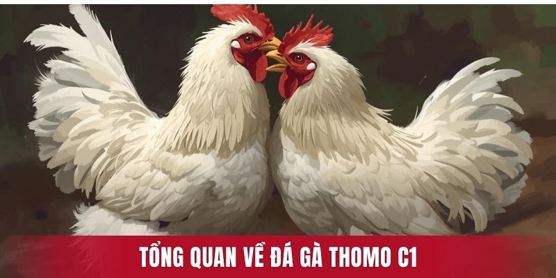 Tổng quan về đá gà Thomo C1