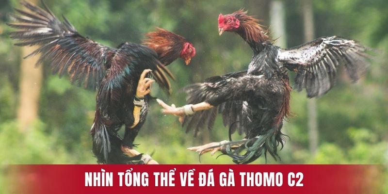 Nhìn tổng thể về đá gà Thomo C2