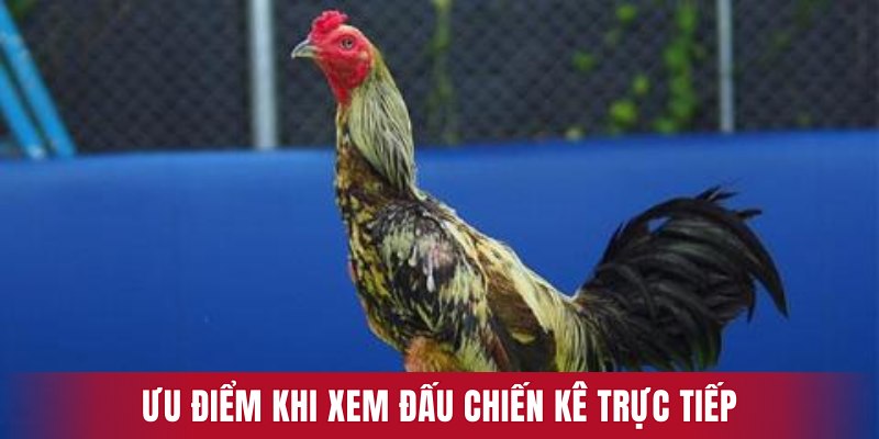 Ưu điểm khi xem đấu chiến kê trực tiếp