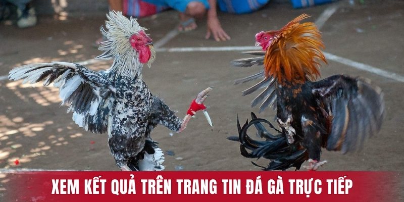 Xem kết quả trên trang tin Đá gà trực tiếp
