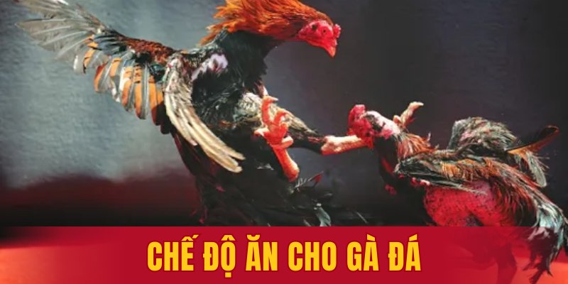 chế độ ăn cho gà đá