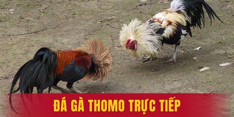 đá gà Thomo trực tiếp
