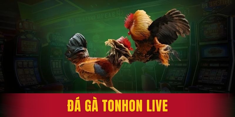 đá gà tonhon live