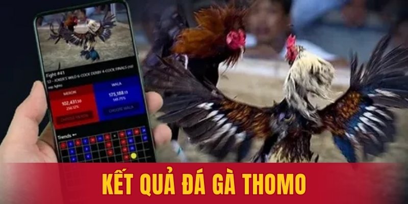 kết quả đá gà Thomo