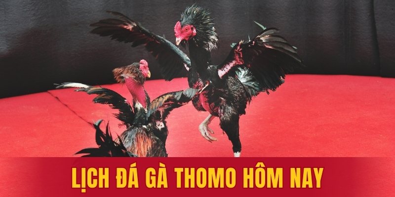 lịch đá gà Thomo hôm nay