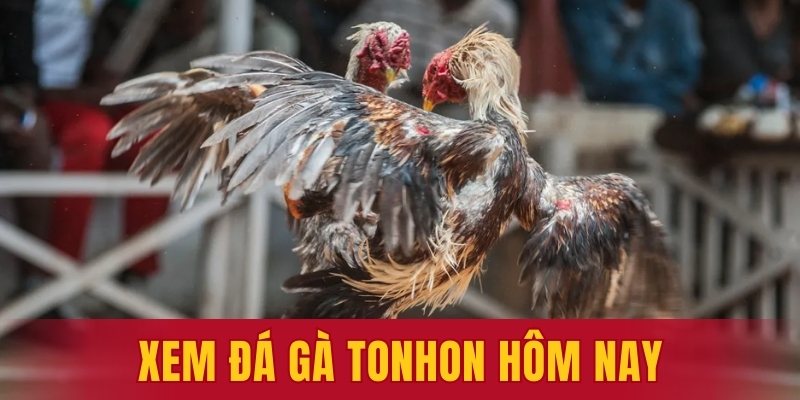 xem đá gà Tonhon hôm nay